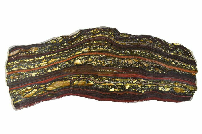 Polished Tiger Iron Stromatolite Slab - Billion Years #351897